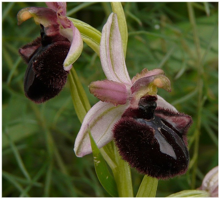 Ophrys sipontensis